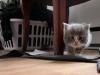 10-chaton-oui-milky-way 10-chaton-oui-milky-way