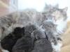 15-chaton-oui 15-chaton-oui