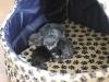 16-chaton-oui 16-chaton-oui