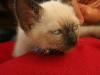 chaton-benjamin-david2 chaton-benjamin-david2