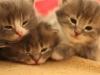 11-chaton-oui 11-chaton-oui