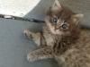 4-chaton-oui-4 4-chaton-oui-4