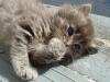 7-chaton-oui-7 7-chaton-oui-7