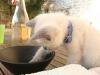 chaton-benjamin-david chaton-benjamin-david