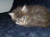 5-chaton-oui-5 5-chaton-oui-5