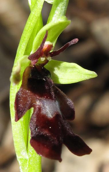 Orchidées : Listère et Ophrys mouche commencent à fleurir