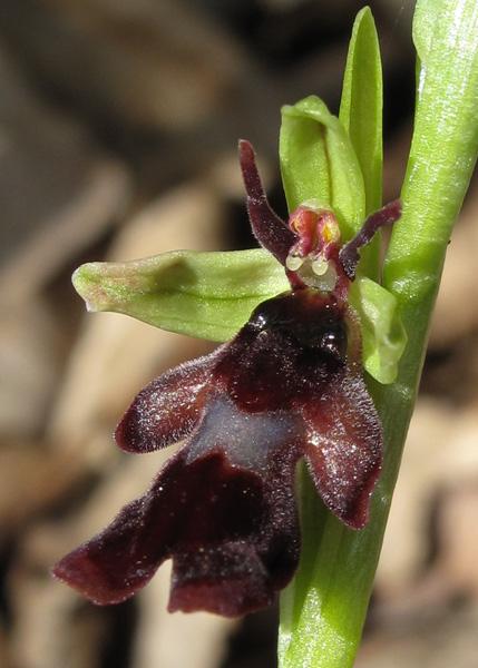 Orchidées : Listère et Ophrys mouche commencent à fleurir