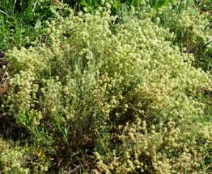 marjolaine sylvestre buisson La Marjolaine Sylvestre, cette belle inconnue