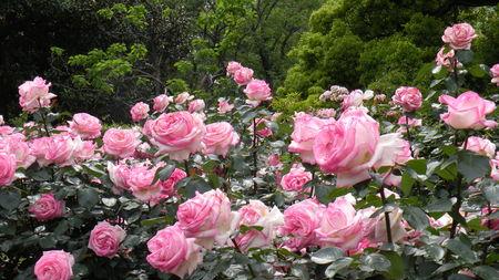 Oktoberfest 2010 au parc Hibiya ... Japon_2010_2_174