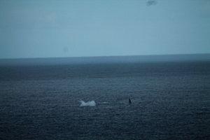 les baleines baleine-2884.JPG