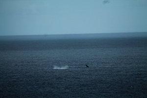 les baleines baleine-2886.JPG