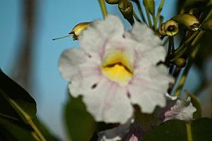 les baleines baleine-2777.JPG