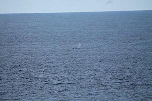 les baleines baleine-2876.JPG