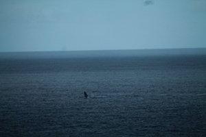 les baleines baleine 2881