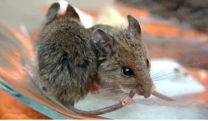 CÉCITÉ: Une greffe de cellules précurseurs rend la vue à des souris  – Nature