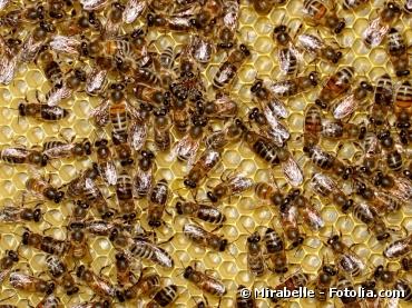 Les pesticides font mourir les abeilles par désorientation