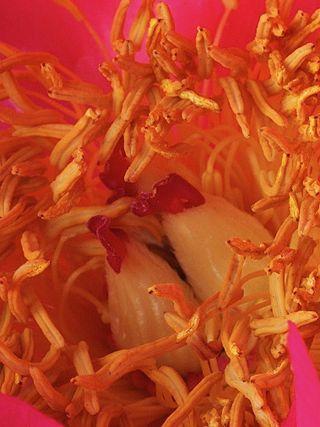 Fleur mystere-15 Fleur mystere-15