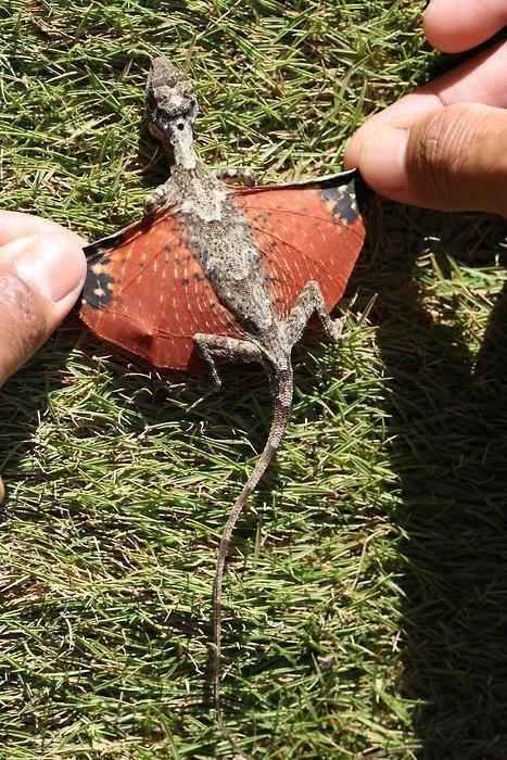 Un petit lézard trouvé en Indonésie : les dragons sont bien...