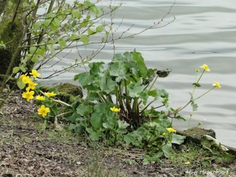 le Lac du Héron à Villeneuve d'Ascq. le Lac du Héron à Villeneuve d'Ascq.