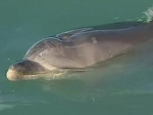 Un dauphin sauve deux baleines