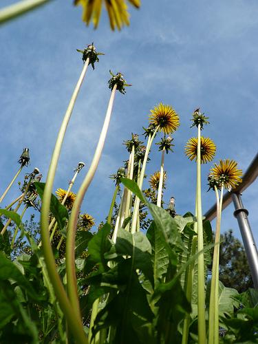 Dandelions trying to reach the sky