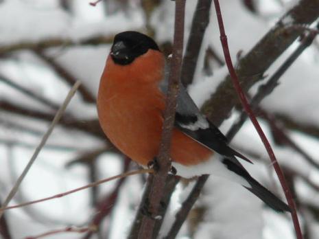 Oiseaux dans la neige