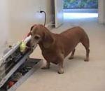 vidéo chien teckel machine lancer balle tennis