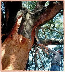 Le liège : un bol d’air pour la viticulture liege.jpg