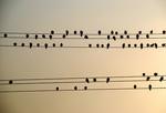 andertho__birds_on_a_wire