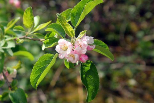 Pommiers 5 winter banana romi 24 avril 2012 014.jpg