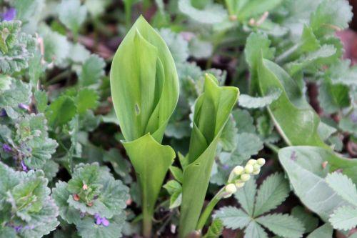 Convallaria majalis convallaria romi 22 avril 2012 075.jpg