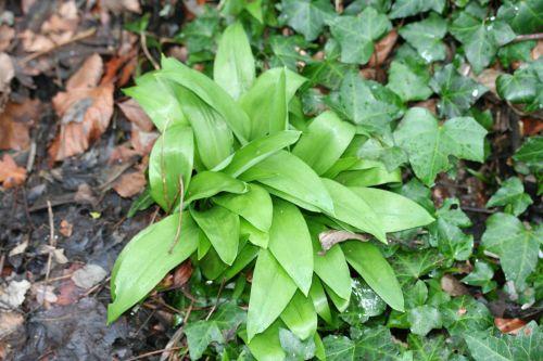 Convallaria majalis allium ursinum 29 fev 012.jpg
