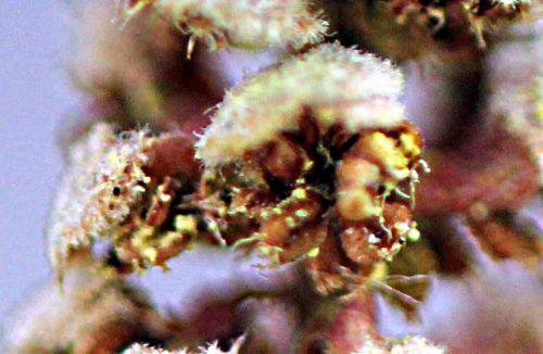 Corylus avellana corylus purp pollen romi 20 avril 2012 p 110.jpg