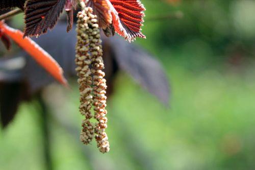 Corylus avellana 1 corylus av purp romi 20 avril 2012 p107.jpg