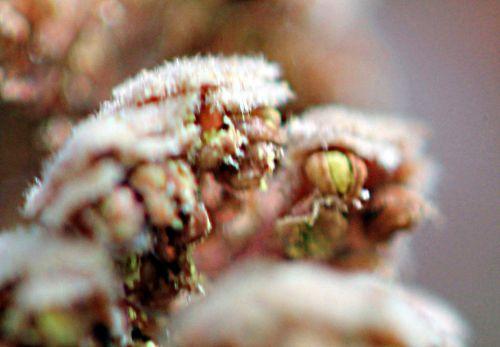 Corylus avellana corylus purp pollen romi 20 avril 2012 p124.jpg