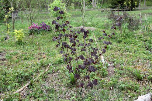 Corylus avellana z romi 22 avril 2012 083.jpg
