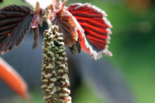 Corylus avellana corylus av purp romi 20 avril 2012 108.jpg