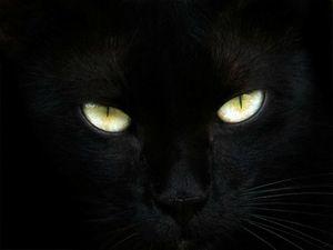 Le chat noir black_