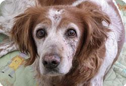 Criblée de balles, une petite chienne survit Criblée de balles, une petite chienne survit
