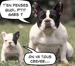 chiens2 Démocra… quoi ?