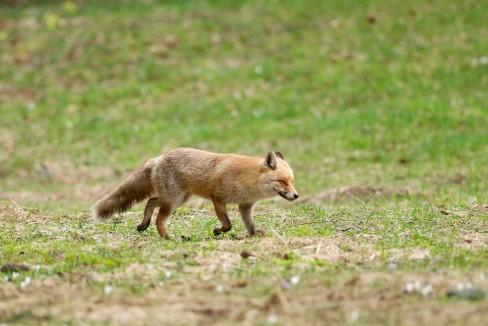 Renard roux dans la vallée de la Brévine…