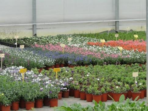 Visite d'une entreprise maraîchère à Wambrechies. Visite d'une entreprise maraîchère à Wambrechies.