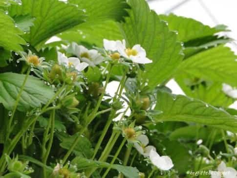 Visite d'une entreprise maraîchère à Wambrechies. Visite d'une entreprise maraîchère à Wambrechies.