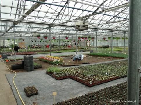 Visite d'une entreprise maraîchère à Wambrechies. Visite d'une entreprise maraîchère à Wambrechies.