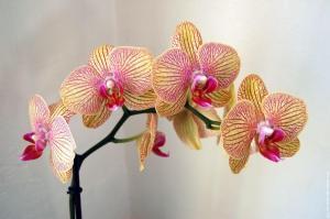 “Orchidée Impériale” : suite et fin !
