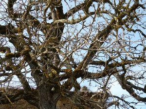 Ramures, ramures P1040963