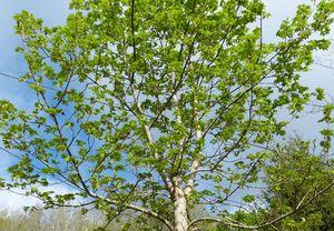 Ramures, ramures P1050818