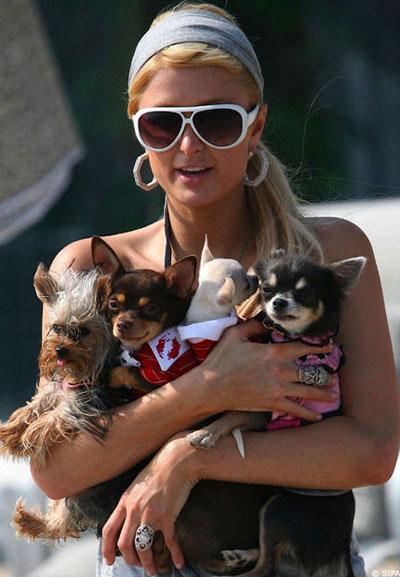 hilton-diaporama-large-blog-hotel-Jeu-De-Paume-paris Les stars sont folles de leur chien!