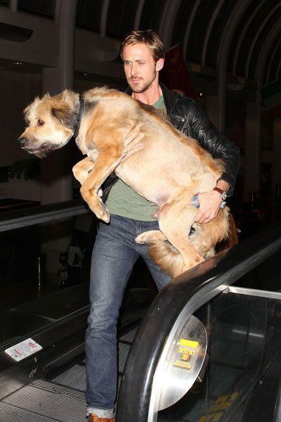 ryan-gosling-at-lax-los-angeles-blog-hotel-Jeu-De-Paume-paris Les stars sont folles de leur chien!