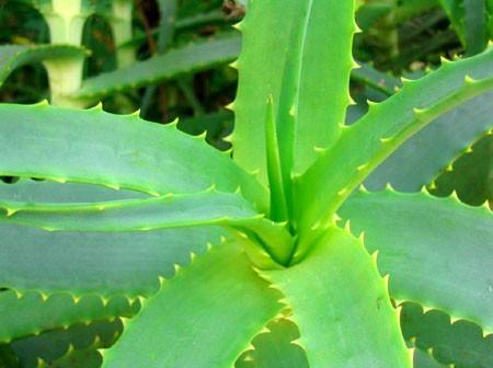 Aloe vera is one of the only known natural vegetarian sources of Vitamin B12, and it contains many minerals vital to the growth process and healthy function of all the body's systems. Numerous studies worldwide indicate that it is a general tonic for the immune system, helping it to fight illness of all kinds. Various research studies are underway to explore the potential of the components to boost immunity and combat the HIV virus, and to treat certain types of cancer (particularly leukemia). It may even have a role to play in managing diabetes.<br /></div>
Over 200 worldwide scientific research papers have been published on the effects. The three main categories of research include anti-inflammatory, anti- bacterial, and anti-viral actions of the plant. The juice is said to soothe digestive tract irritations such as colitis, ulcers and irritable bowel syndrome. It’s ability to encourage the release of pepsin (a gastric juice enzyme necessary for digestion) when the stomach is full is a possible reason for its ulcer-healing effects (Journal of the American Osteopathic Society, 1963, vol.62). In one study, oral use for six months helped mitigate asthma symptoms in almost half of the participants. Eleven of twenty-seven patients studied who drank Aloe reported feeling better at the end of the study. Researchers think that results might be due to stimulation of the immune system, as well as naturally occurring anti-inflammatory agents in the plant.<br />
In 1994, the US Food and Drug Administration approved Aloe vera for the treatment of HIV. On-going studies worldwide show that taken in highly concentrated doses can stimulate the production of white blood cells that may help fight viruses and also tumours.<br />
Aloe vera contains protein, calcium, magnesium, zinc, vitamins A, B12 and E, essential fatty acids and is naturally rich in:<br />
Vitamin C which helps maintain tone of blood vessels and promotes good circulation and is essential to the health of the adrenal gland which supports our body in times of stress.<br />
Amino acids which are chains of atoms constructing protein in our body.<br />
Enzymes, which are the life-principle in every live, organic atom and molecule of natural raw food, rejuvenate aged tissues and promote healthy skin.<br />
Germanium which is a mineral that some health authorities claim therapeutic benefits for: immunodeficiency, pain, cardiac disorders, circulatory disturbances and eye problems.<br />
 The juice is said to be one of the finest body cleansers, cleaning morbid matter from the stomach, liver, kidneys, spleen, bladder, and is considered the finest, known colon cleanser. Studies have shown that it is healing and soothing in the relief of indigestion, stomach distress and ulcers. People claim relief from arthritis, bladder and kidney infections; leg cramps, constipation, hemorrhoids, insomnia, and for vaginitis, it is said to be an excellent vaginal douche. An excellent internal tonic for energy and well being Aloe juice may add greatly to the strength of the food fed, digestive tract, skin, and overall good health and happiness.<br />
It is also used to ease heartburn, ulcers, diverticular disorders, and other types of digestive upset. It is used as an anti-inflammatory and may be taken internally as a remedy for certain digestive complaints. European folk medicine calls for using the juice to relieve heartburn and ulcers. Preliminary research has shown promising results. Clinical trials in Japan indicate that certain compounds in the herb reduce the secretion of stomach juices and the formation of lesions.<br />
” /></p>
<p>Un plante d’aloès, très pratique!</p>
<p><div class=